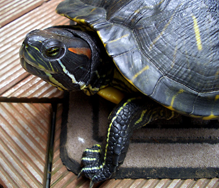 猫, チンチラ・ゴールデン, 来夢, 来喜