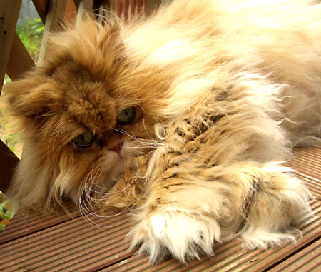 猫, チンチラ・ゴールデン, 来夢, 来喜