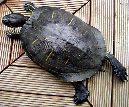 猫, チンチラ・ゴールデン, 来夢, 来喜