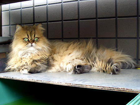 猫、チンチラ・来夢、来喜、ミドリガメ・マックス、コロタン