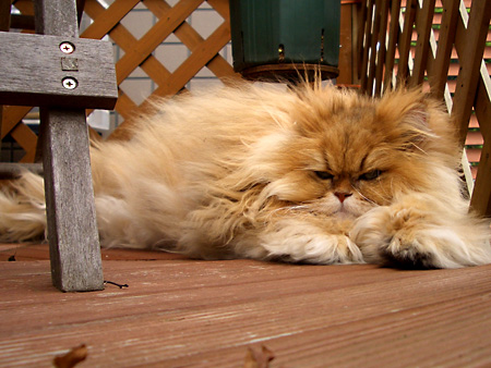 猫、チンチラ・来夢、来喜、ミドリガメ・マックス、コロタン