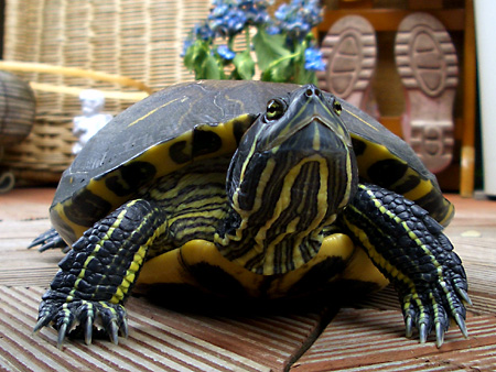 猫、チンチラ・来夢、来喜、ミドリガメ・マックス、コロタン