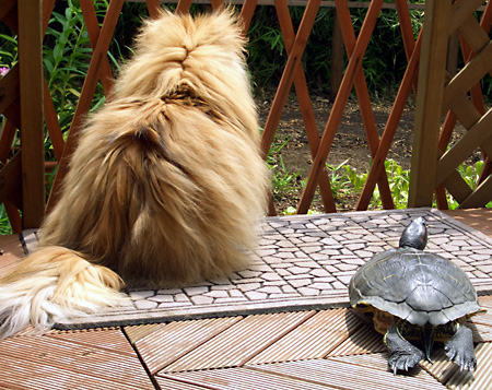 猫, チンチラ・ゴールデン, 来夢, 来喜