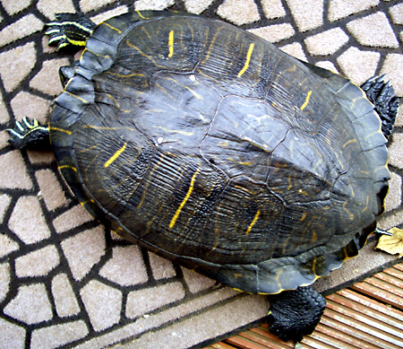 猫, チンチラ・ゴールデン, 来夢, 来喜