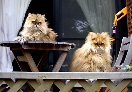 猫, チンチラ・ゴールデン, 来夢, 来喜