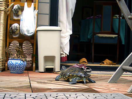 猫、チンチラ・来夢、来喜、ミドリガメ・マックス、コロタン