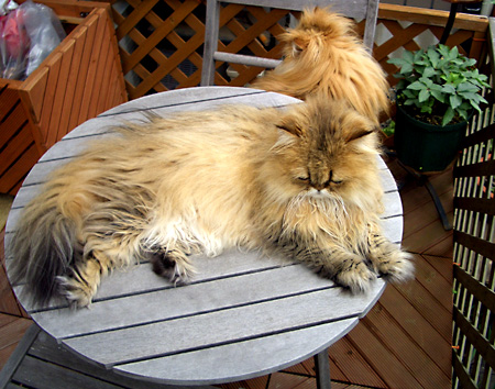 猫, チンチラ・ゴールデン, 来夢, 来喜