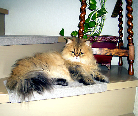 猫, チンチラ・ゴールデン, 来夢, 来喜