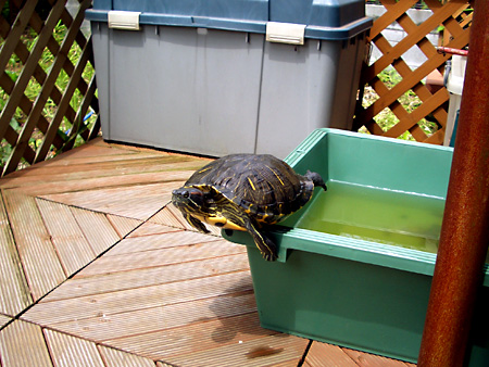 猫、チンチラ・来夢、来喜、ミドリガメ・マックス、コロタン