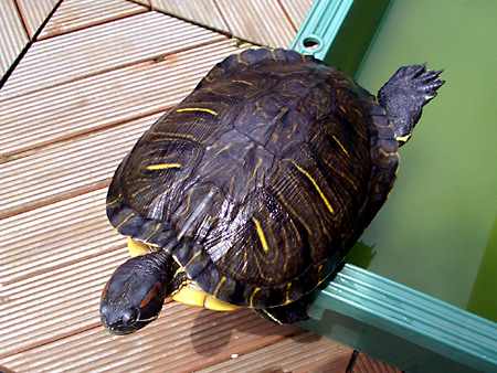 猫、チンチラ・来夢、来喜、ミドリガメ・マックス、コロタン