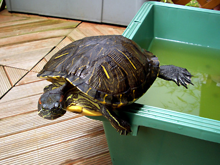 猫、チンチラ・来夢、来喜、ミドリガメ・マックス、コロタン