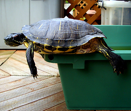 猫, チンチラ・ゴールデン, 来夢, 来喜