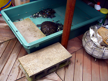 猫, チンチラ・ゴールデン, 来夢, 来喜