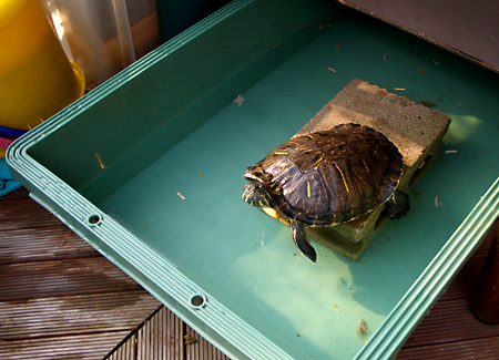 猫, チンチラ・ゴールデン, 来夢, 来喜