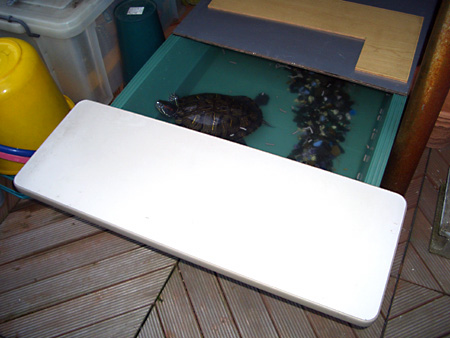 猫、チンチラ・来夢、来喜、ミドリガメ・マックス、コロタン