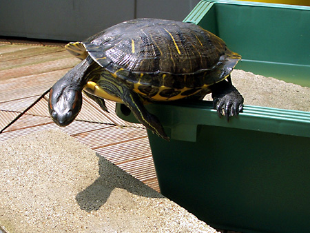 猫、チンチラ・来夢、来喜、ミドリガメ・マックス、コロタン