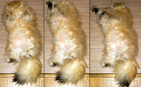 猫, チンチラ・ゴールデン, 来夢, 来喜