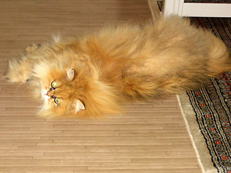 猫、チンチラ・来夢、来喜、ミドリガメ・マックス、コロタン