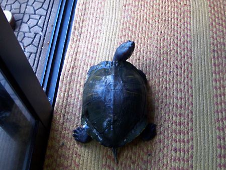 猫、チンチラ・来夢、来喜、ミドリガメ・マックス、コロタン