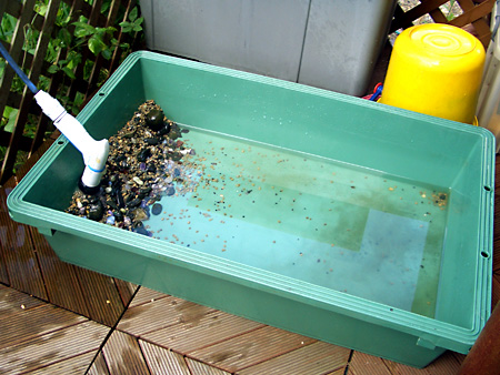 猫、チンチラ・来夢、来喜、ミドリガメ・マックス、コロタン