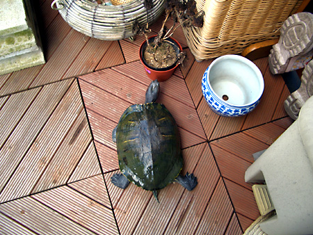 猫、チンチラ・来夢、来喜、ミドリガメ・マックス、コロタン