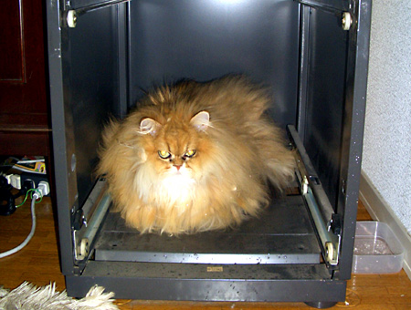 猫, チンチラ・ゴールデン, 来夢, 来喜