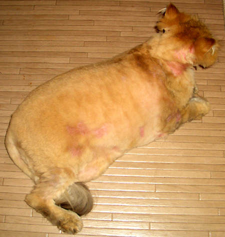 猫, チンチラ・ゴールデン, 来夢, 来喜