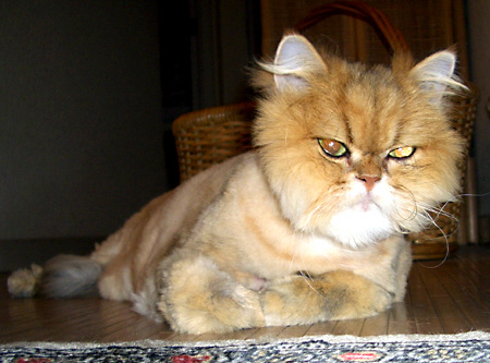 猫, チンチラ・ゴールデン, 来夢, 来喜