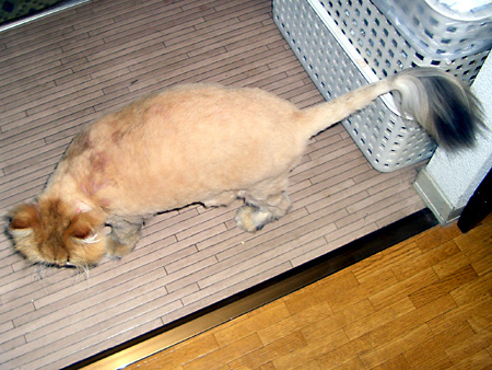 猫、チンチラ・来夢、来喜、ミドリガメ・マックス、コロタン