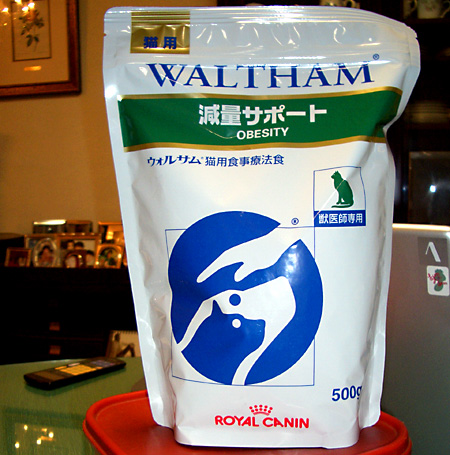 猫, チンチラ・ゴールデン, 来夢, 来喜