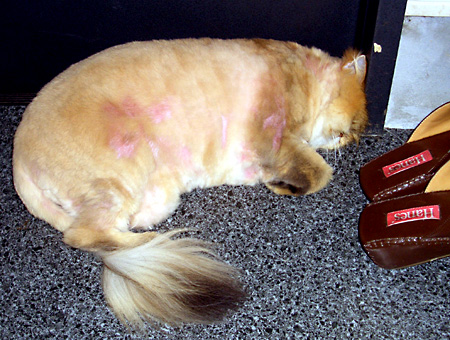 猫, チンチラ・ゴールデン, 来夢, 来喜