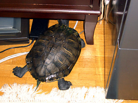 猫、チンチラ・来夢、来喜、ミドリガメ・マックス、コロタン