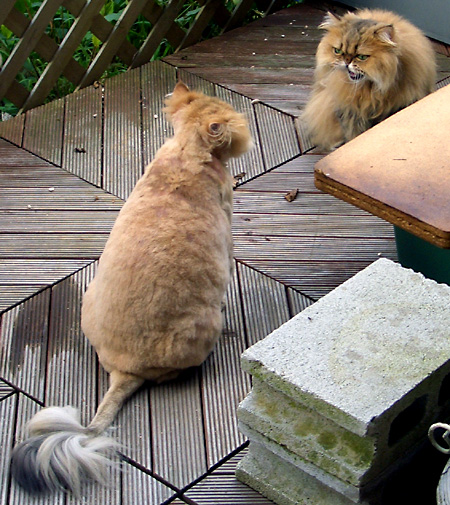 猫, チンチラ・ゴールデン, 来夢, 来喜