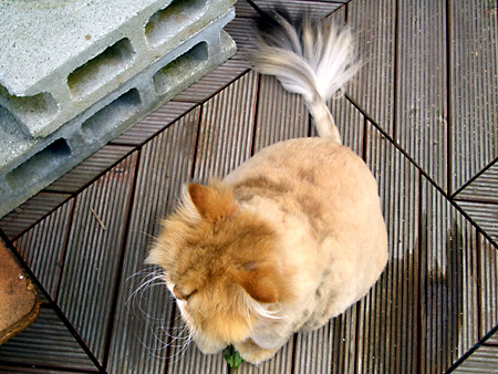 猫、チンチラ・来夢、来喜、ミドリガメ・マックス、コロタン