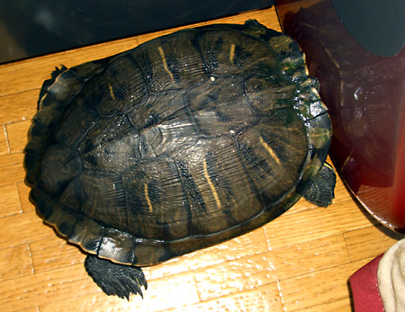 猫, チンチラ・ゴールデン, 来夢, 来喜