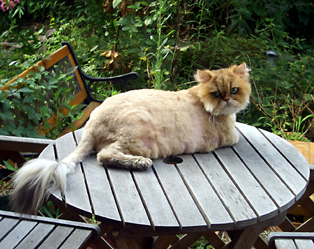 猫, チンチラ・ゴールデン, 来夢, 来喜