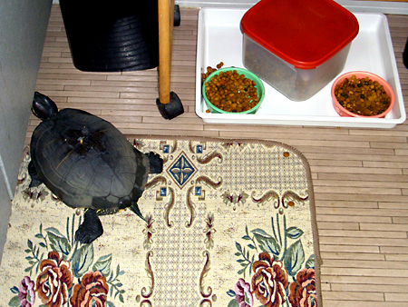 猫、チンチラ・来夢、来喜、ミドリガメ・マックス、コロタン