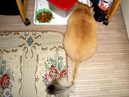 猫、チンチラ・来夢、来喜、ミドリガメ・マックス、コロタン