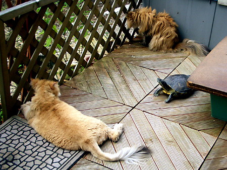 猫、チンチラ・来夢、来喜、ミドリガメ・マックス、コロタン