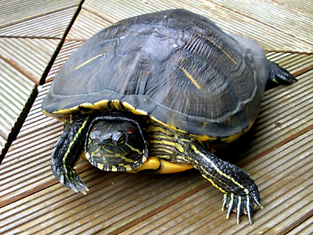 猫、チンチラ・来夢、来喜、ミドリガメ・マックス、コロタン