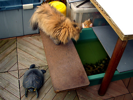 猫、チンチラ・来夢、来喜、ミドリガメ・マックス、コロタン