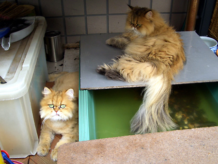 猫、チンチラ・来夢、来喜、ミドリガメ・マックス、コロタン