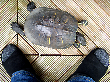 猫、チンチラ・来夢、来喜、ミドリガメ・マックス、コロタン