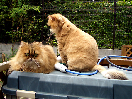 猫、チンチラ・来夢、来喜、ミドリガメ・マックス、コロタン