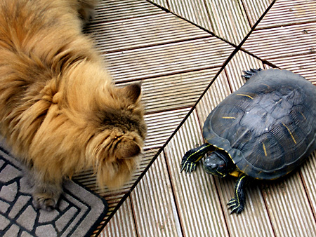 猫、チンチラ・来夢、来喜、ミドリガメ・マックス、コロタン