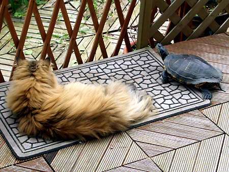 猫、チンチラ・来夢、来喜、ミドリガメ・マックス、コロタン