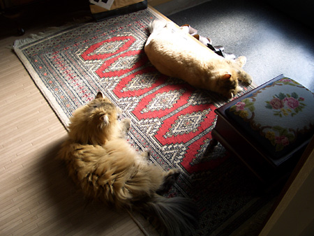 猫、チンチラ・来夢、来喜、ミドリガメ・マックス、コロタン