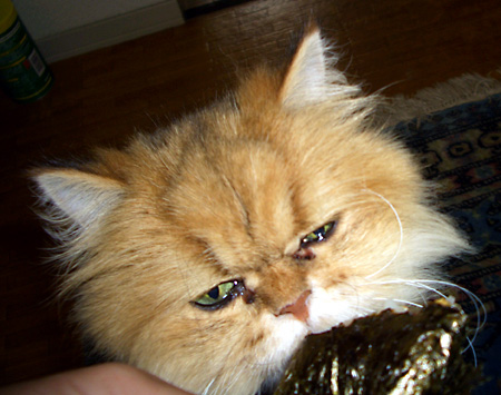 猫, チンチラ・ゴールデン, 来夢, 来喜