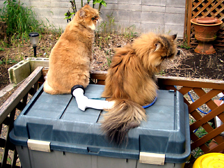 猫、チンチラ・来夢、来喜、ミドリガメ・マックス、コロタン