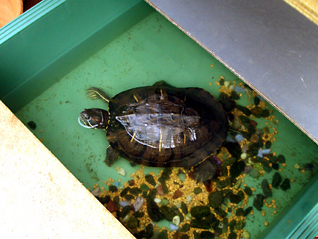 猫、チンチラ・来夢、来喜、ミドリガメ・マックス、コロタン